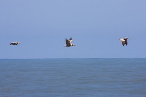 Gliding Pelicans
